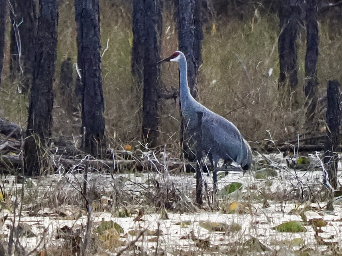 Sandhill Crane - ML646380679