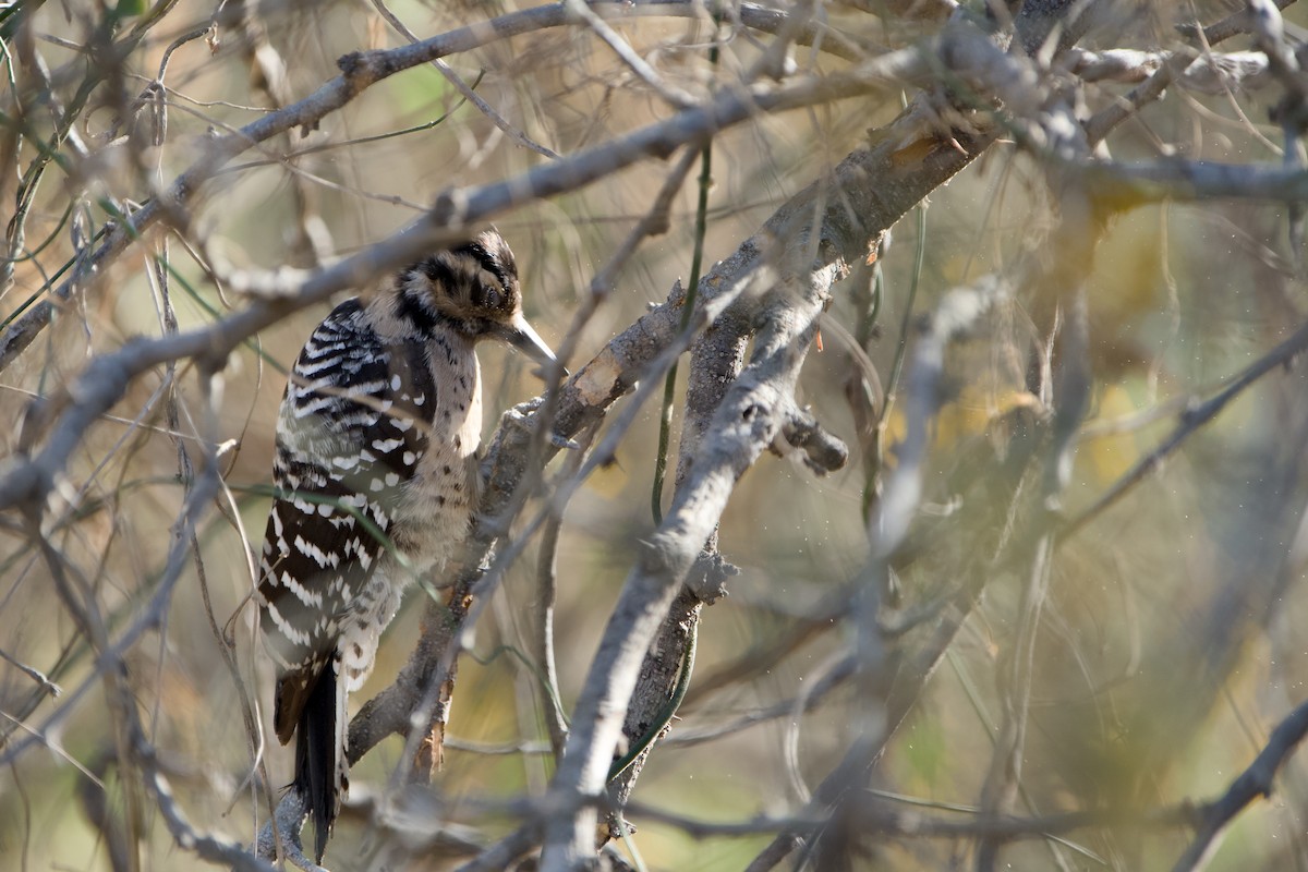 Ladder-backed Woodpecker - ML646380683