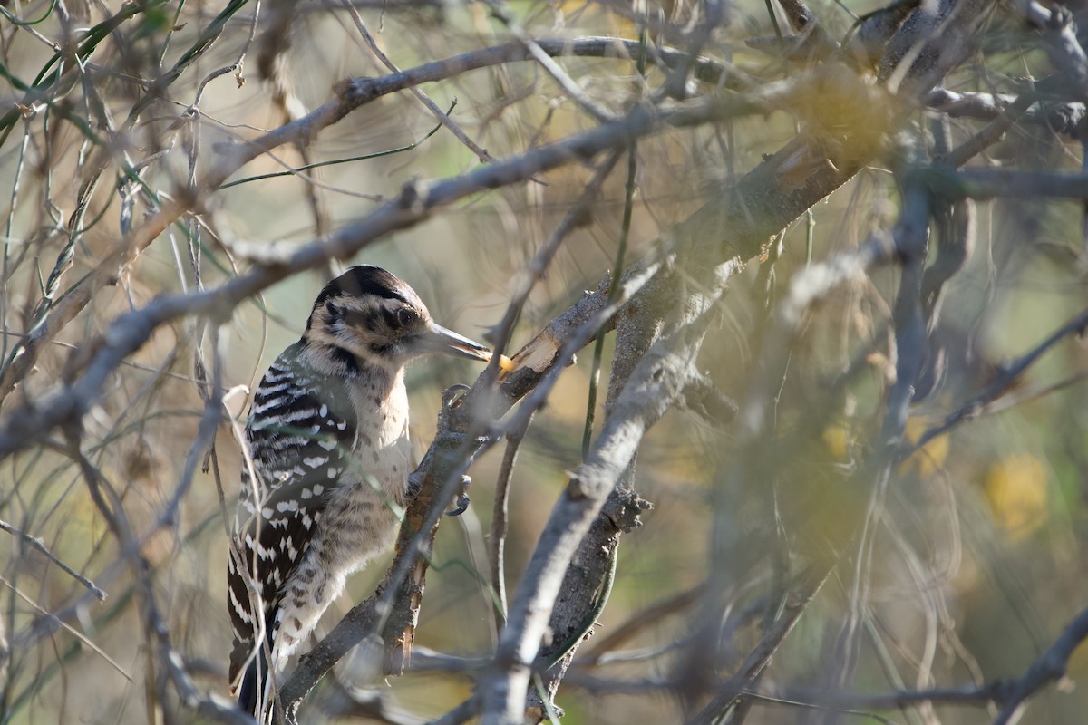 Ladder-backed Woodpecker - ML646380684