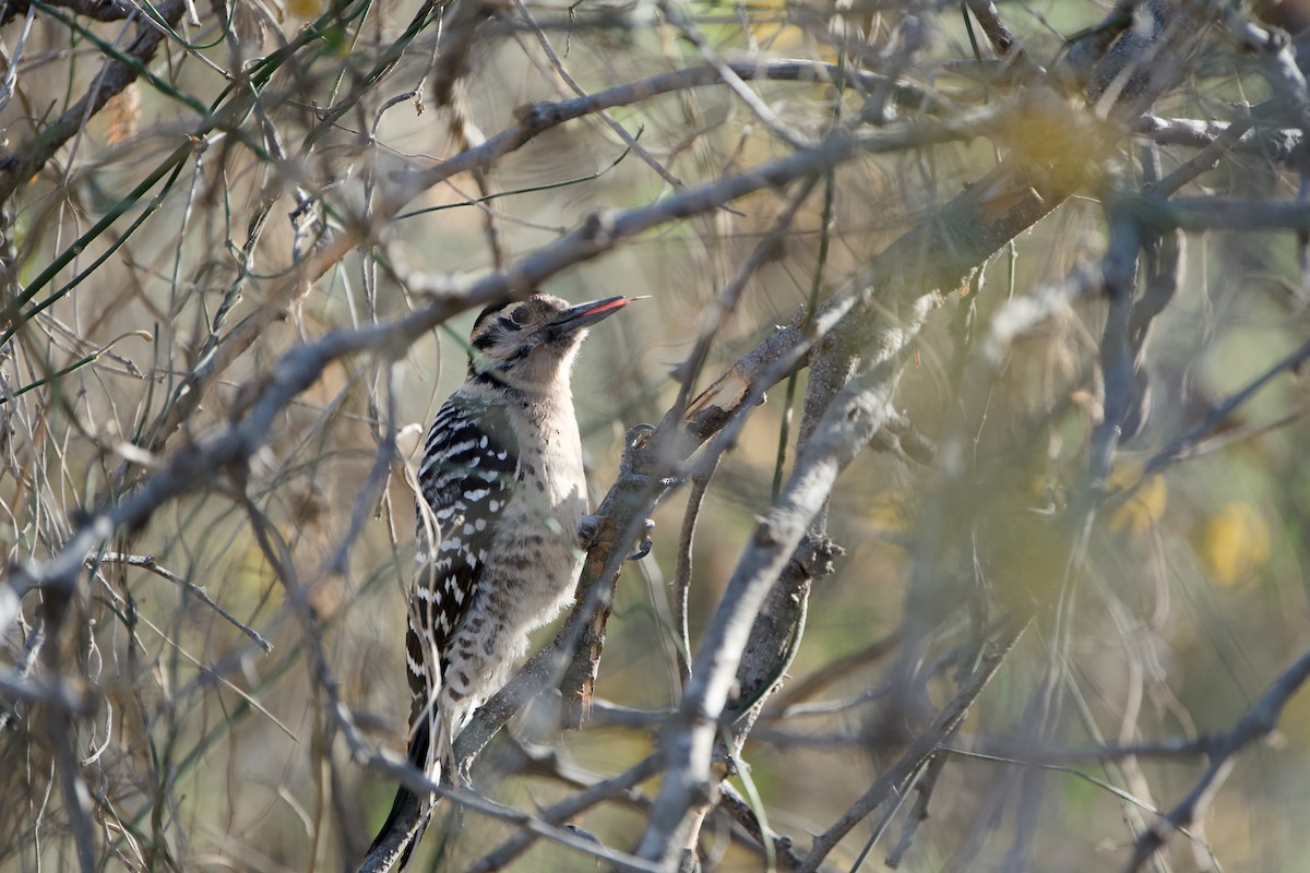 Ladder-backed Woodpecker - ML646380685
