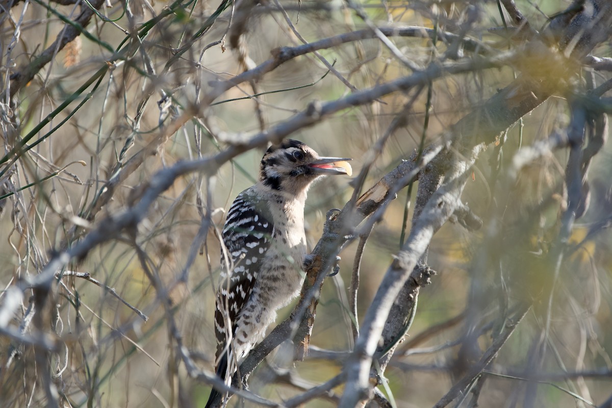 Ladder-backed Woodpecker - ML646380686