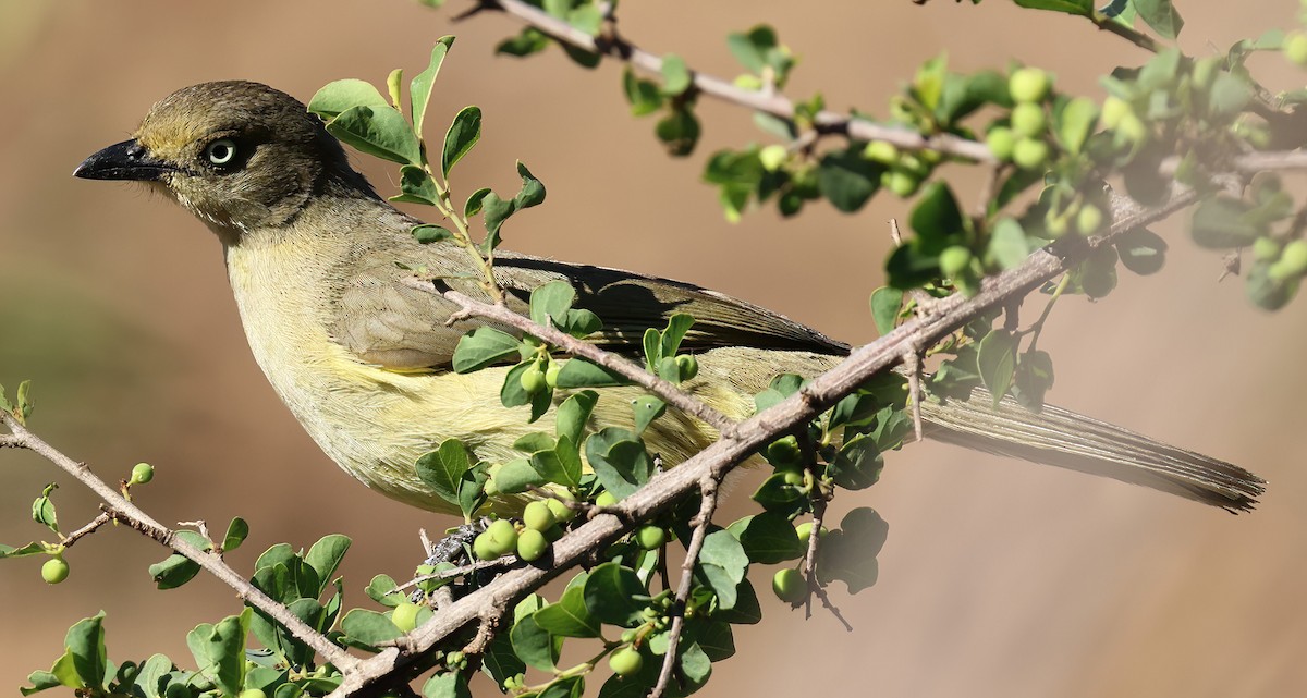 Sombre Greenbul - ML646380687