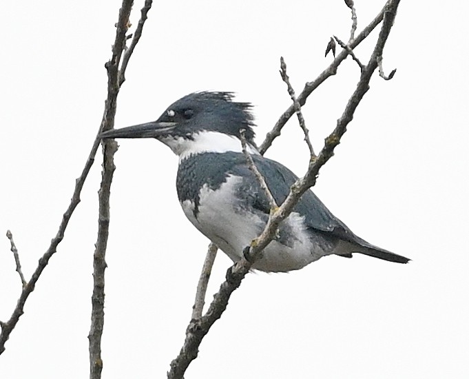 Belted Kingfisher - ML646380688