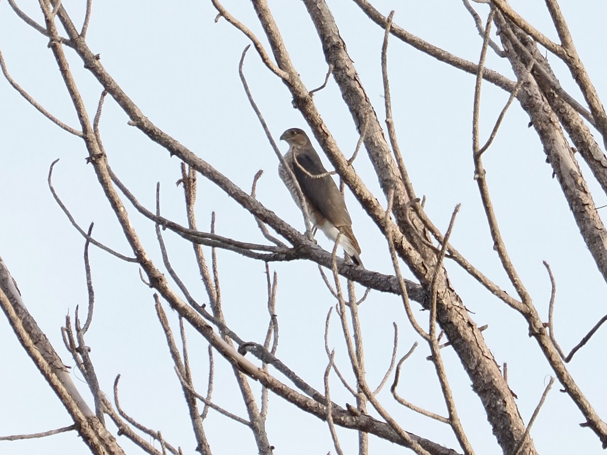 クーパーハイタカ - ML646380691