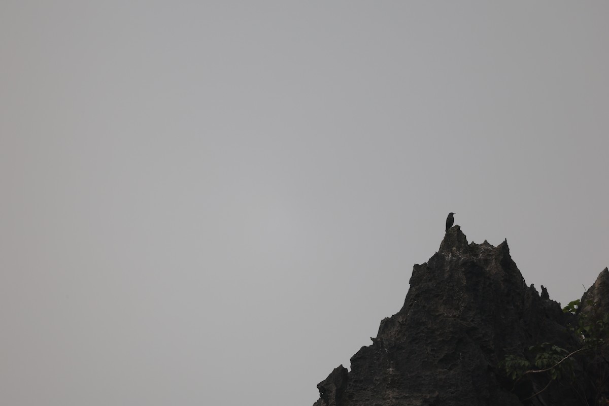 藍磯鶇 - ML646380694