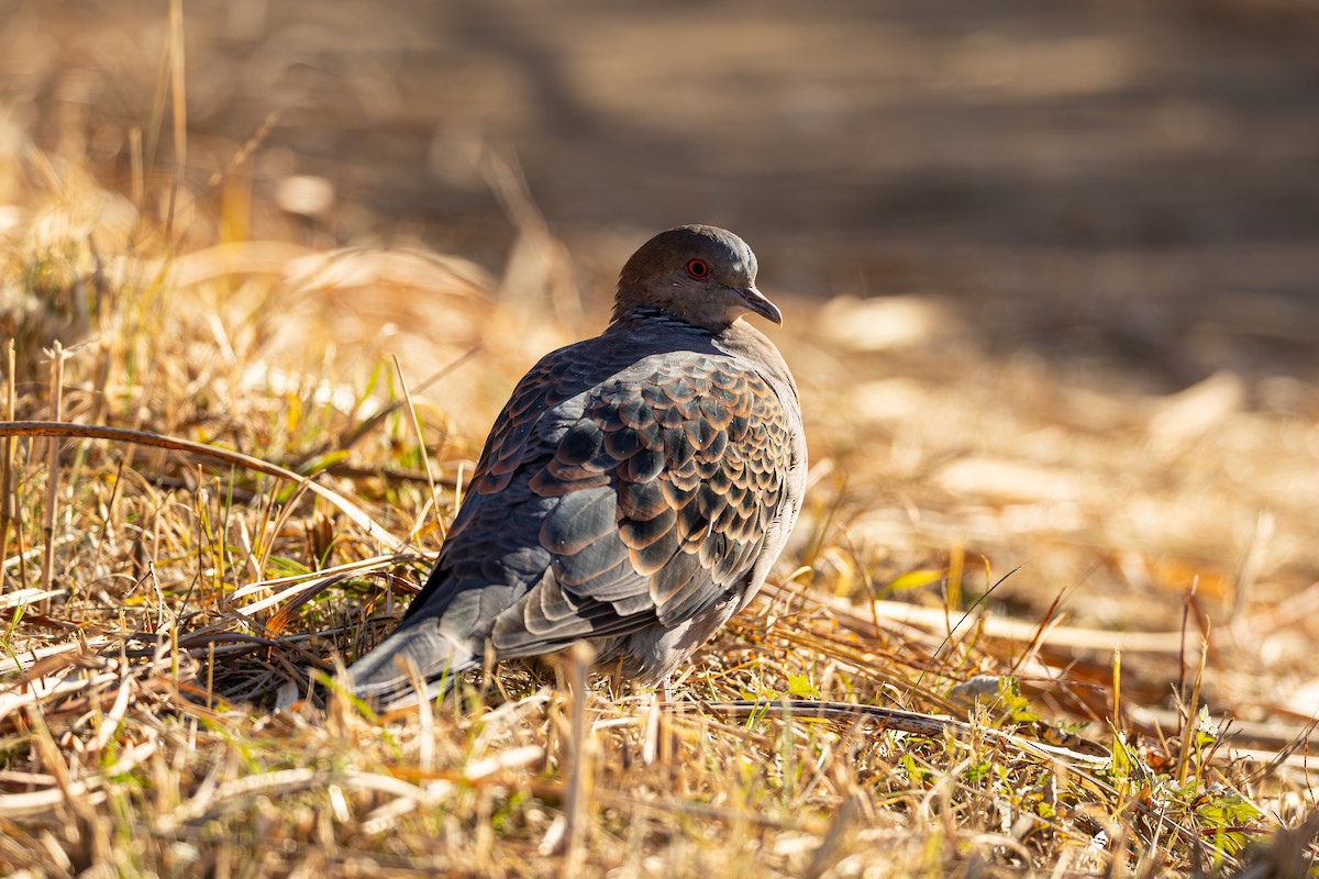 hrdlička východní - ML646380695