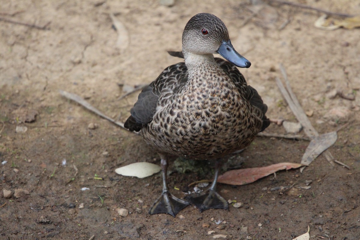 Avustralya Gri Çamurcunu - ML646380696