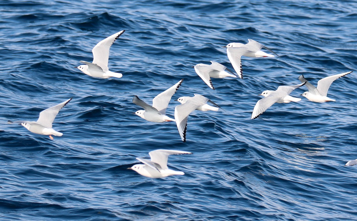 Bonaparte's Gull - ML646380698