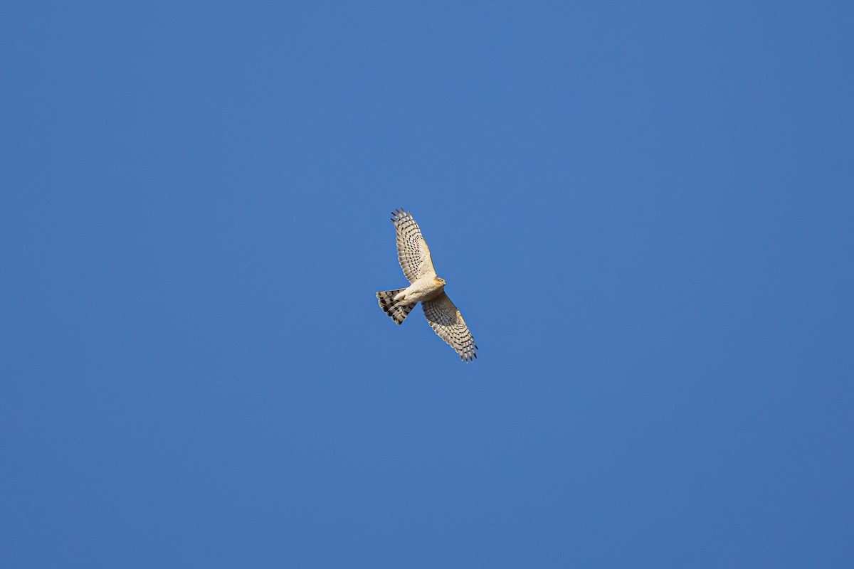 krahujec obecný - ML646380699