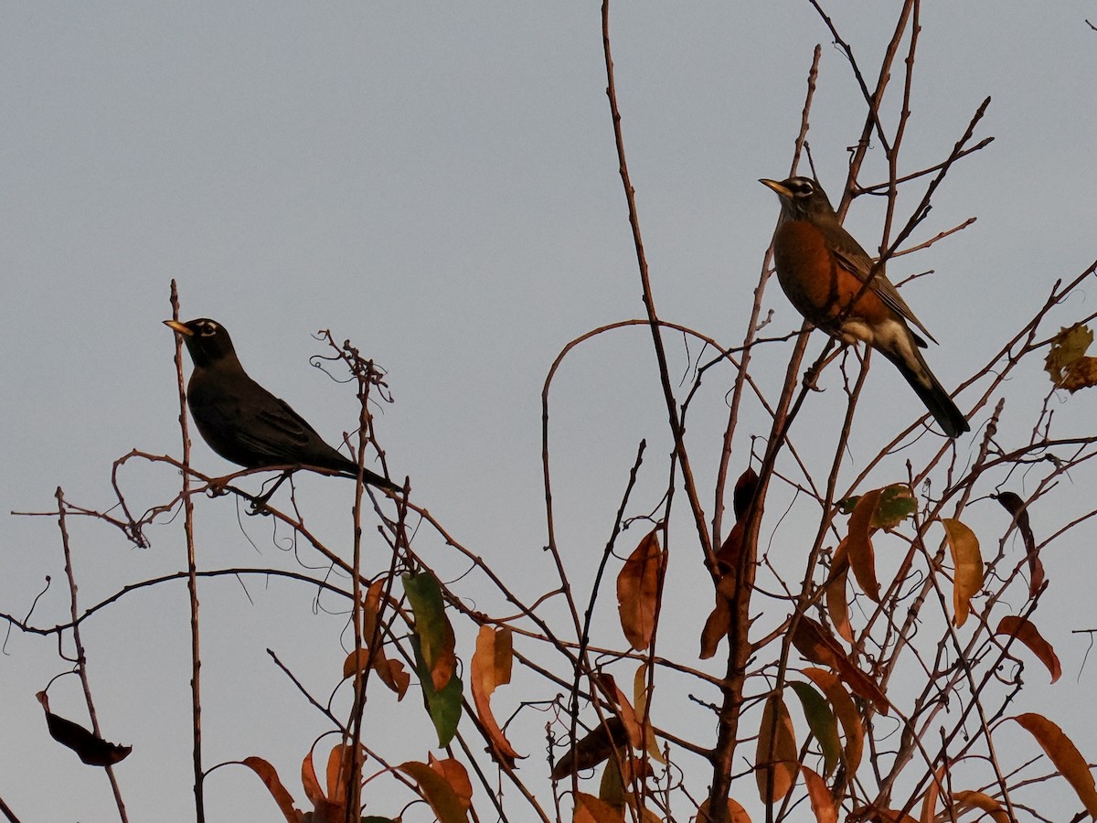 American Robin - ML646380703