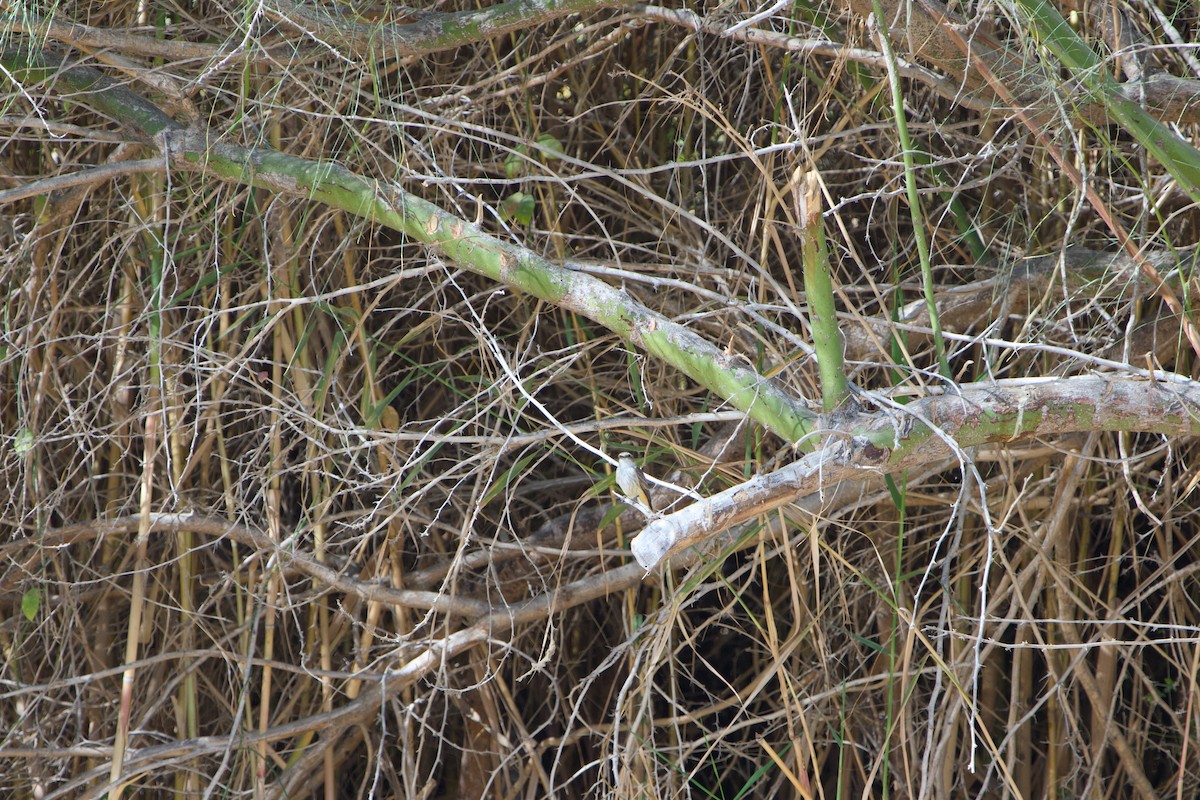Vermilion Flycatcher - ML646380704