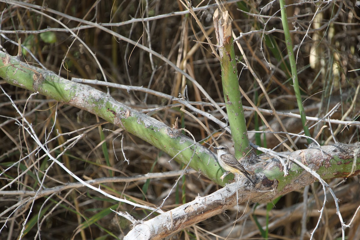 Vermilion Flycatcher - ML646380705