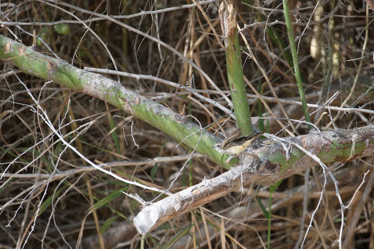Vermilion Flycatcher - ML646380706
