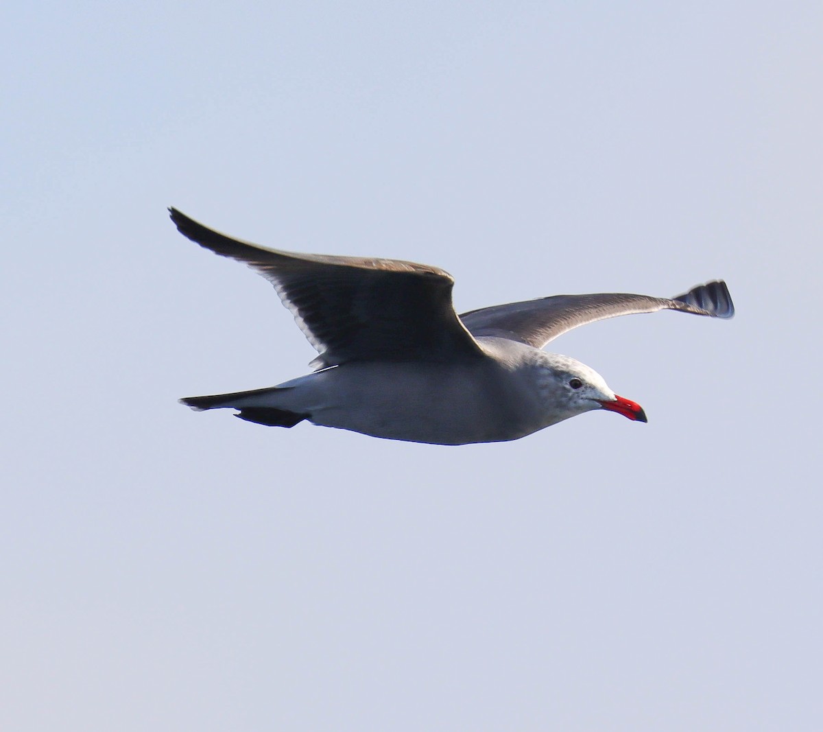 Heermann's Gull - ML646380707