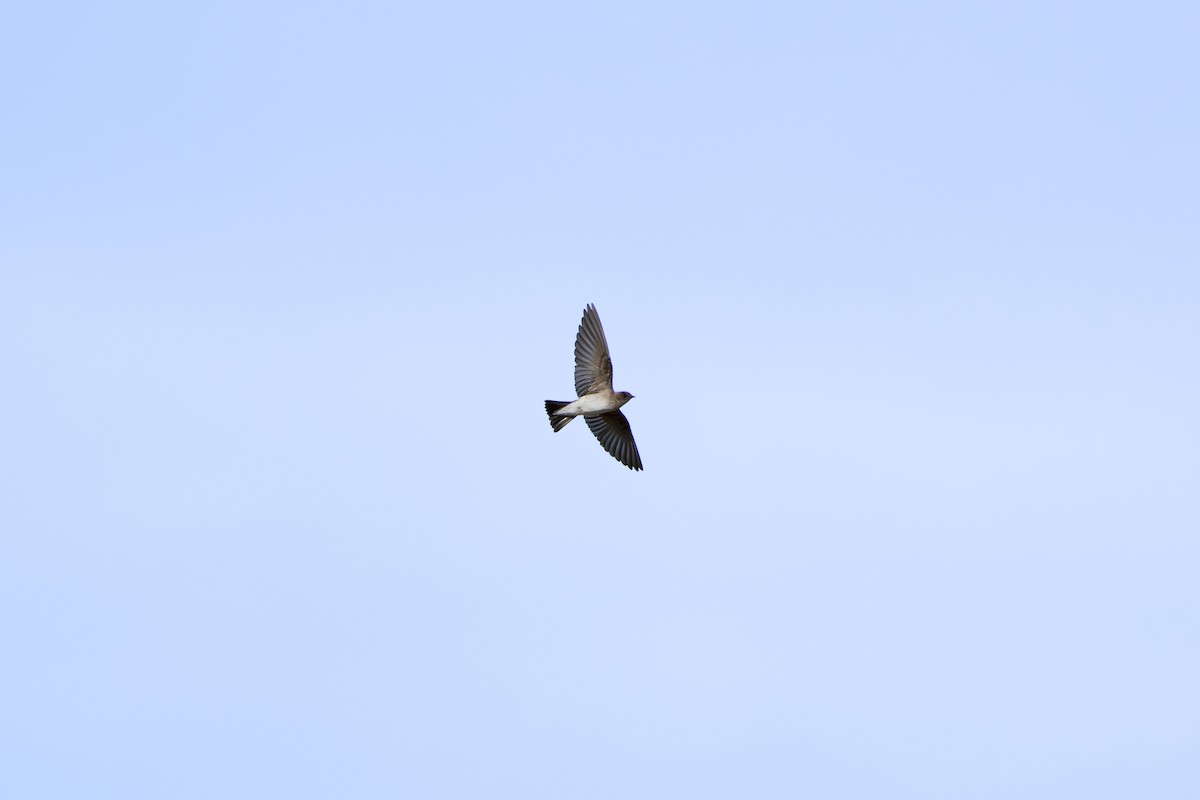 nordtaggsvale - ML646380709