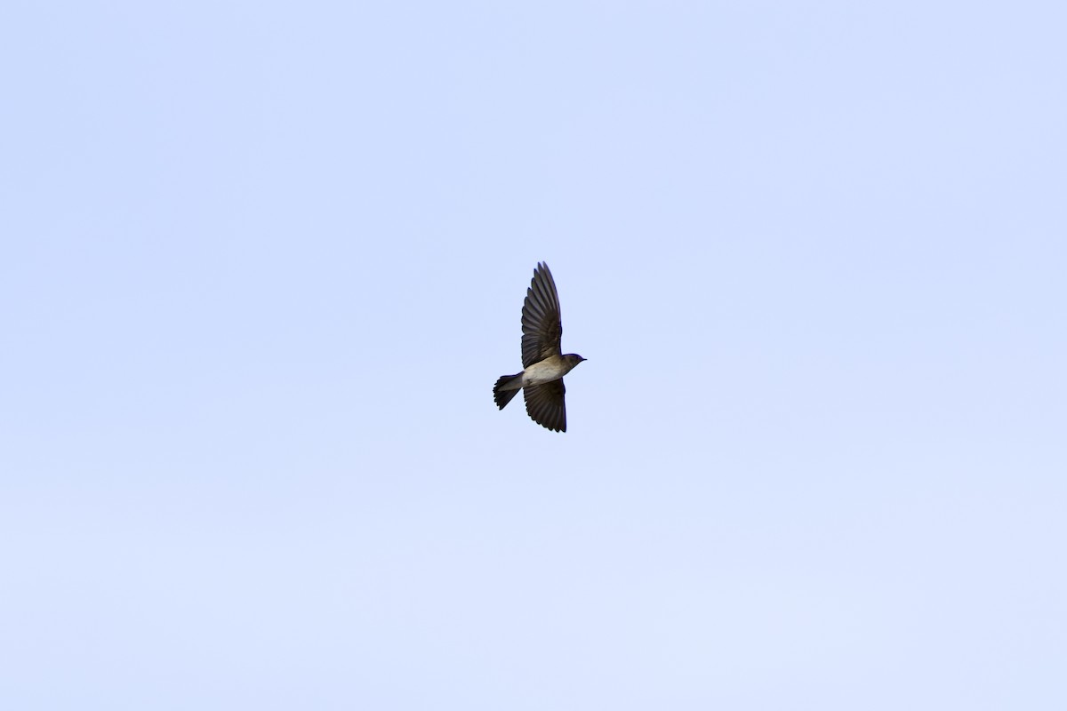 nordtaggsvale - ML646380710