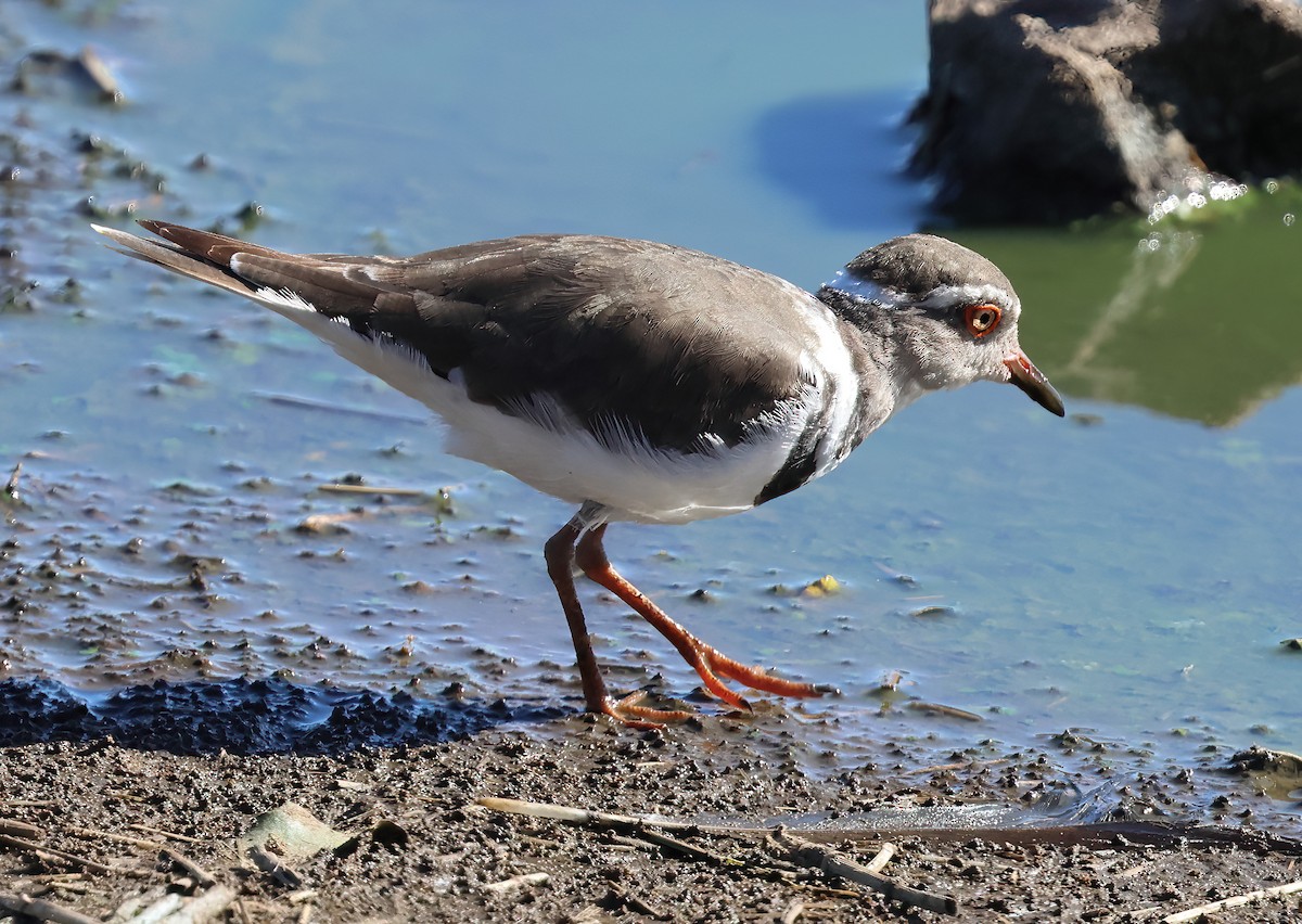 Three-banded Plover - ML646380712