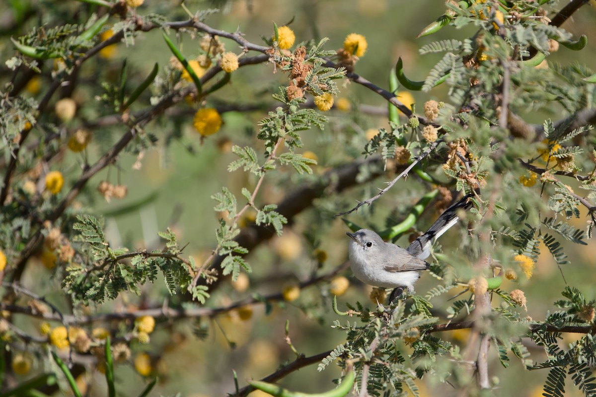 Blue-gray Gnatcatcher - ML646380721
