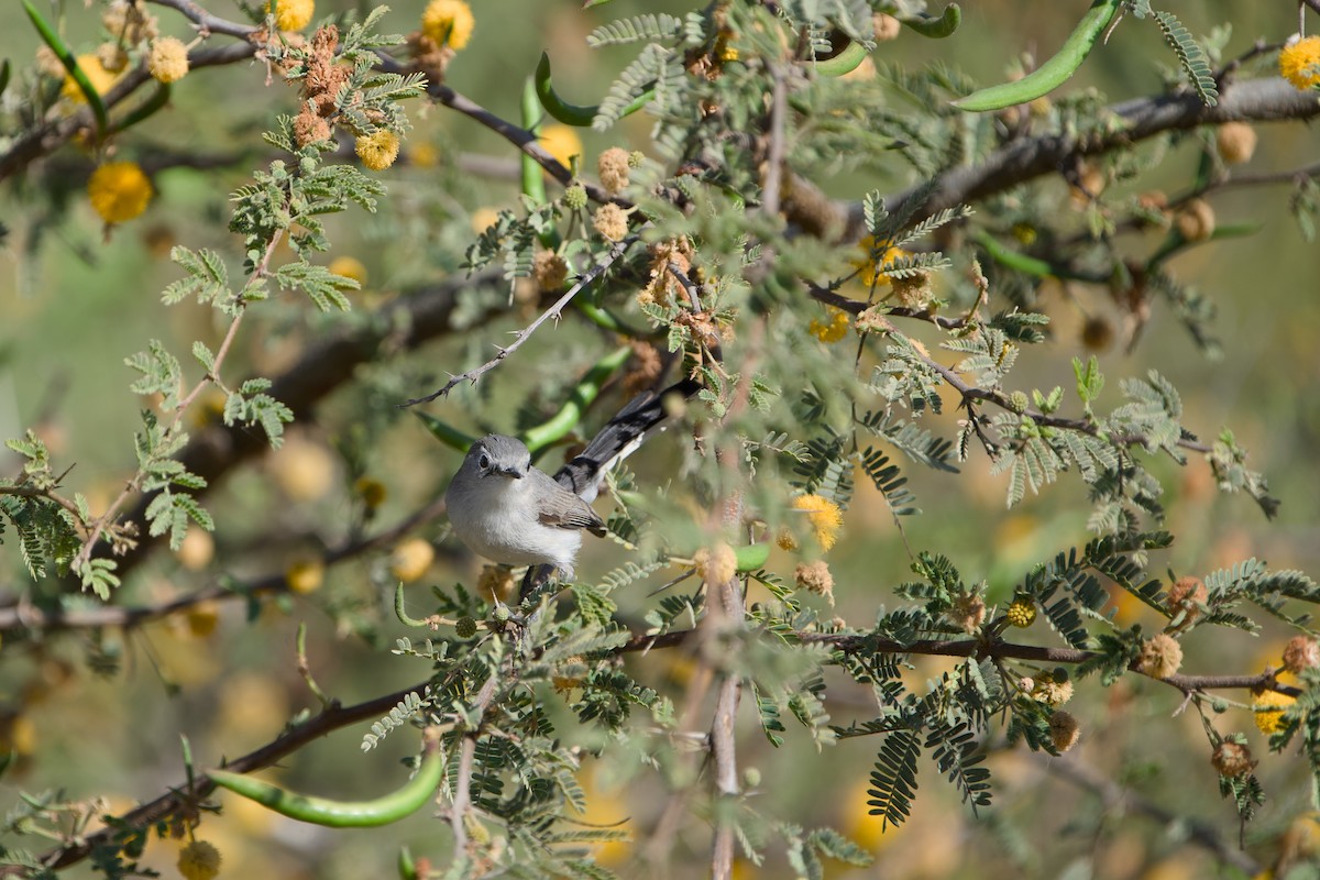 Blue-gray Gnatcatcher - ML646380722