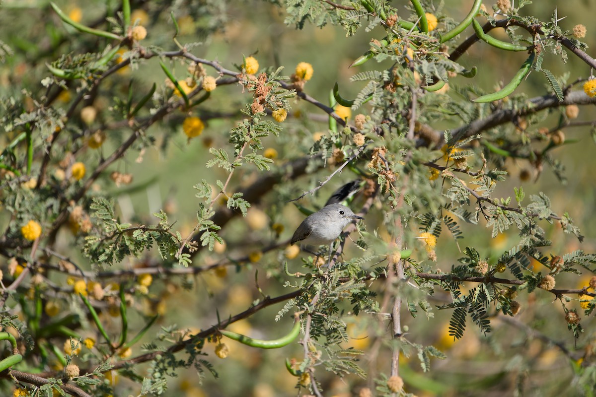 Blue-gray Gnatcatcher - ML646380724