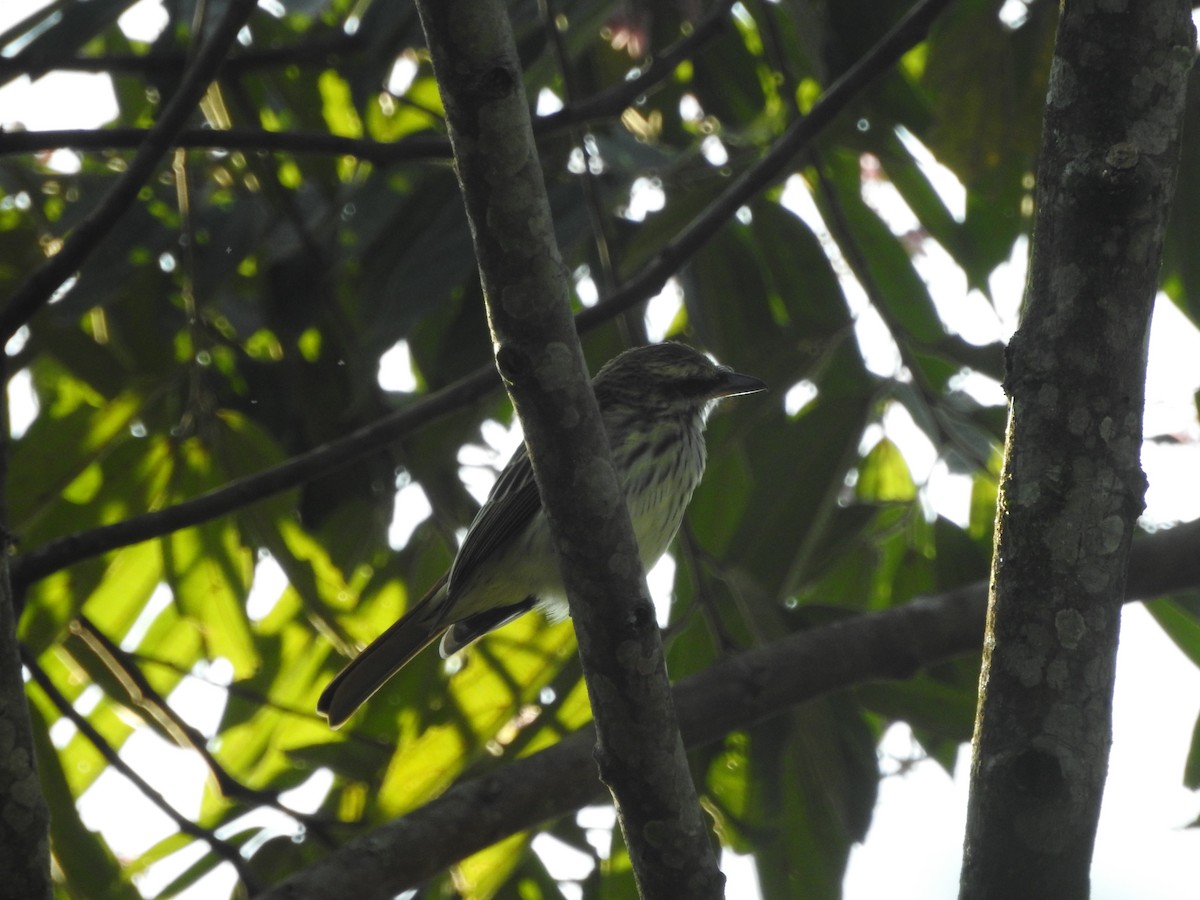 Sulphur-bellied Flycatcher - ML646380726