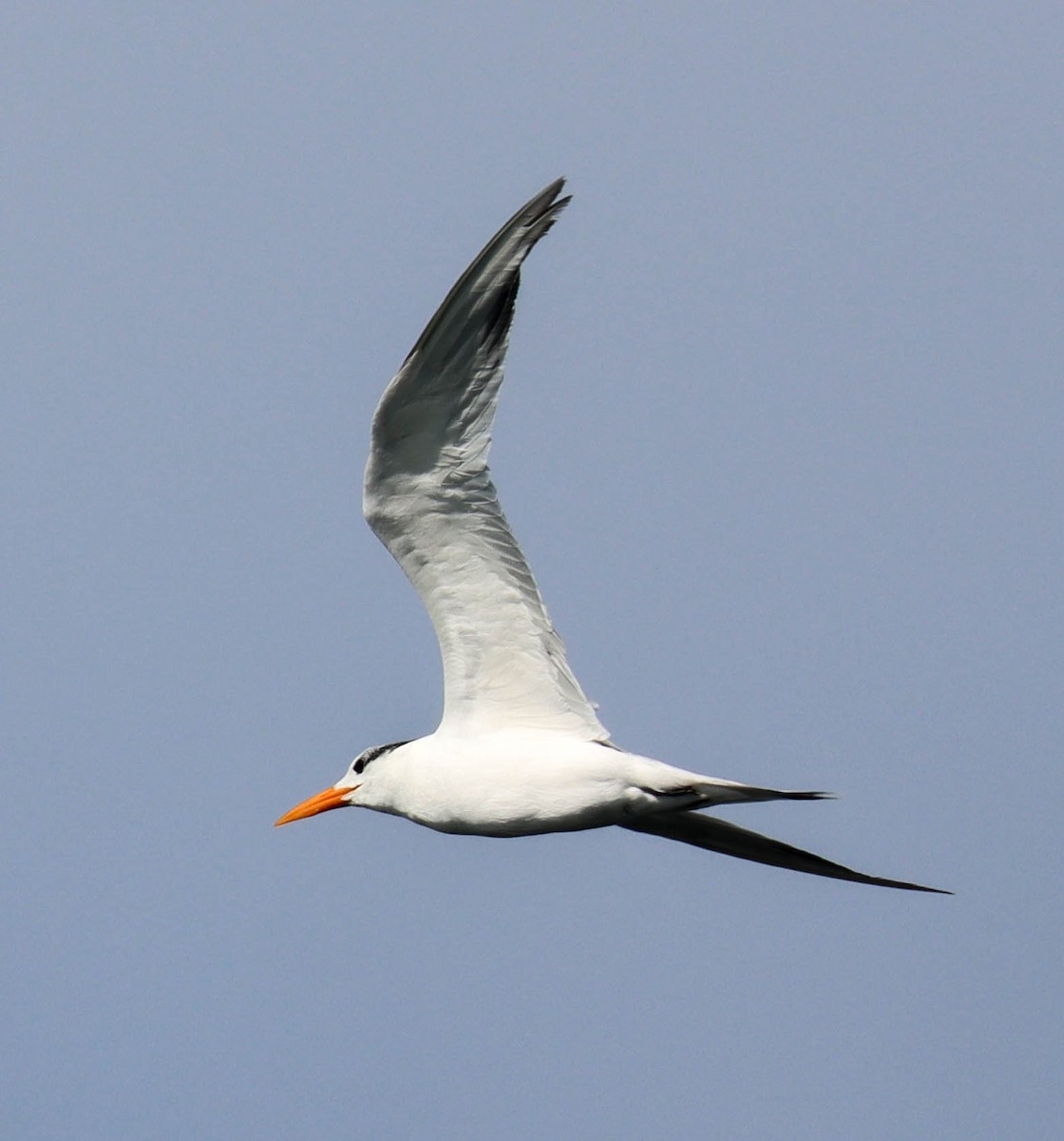 Royal Tern - ML646380728