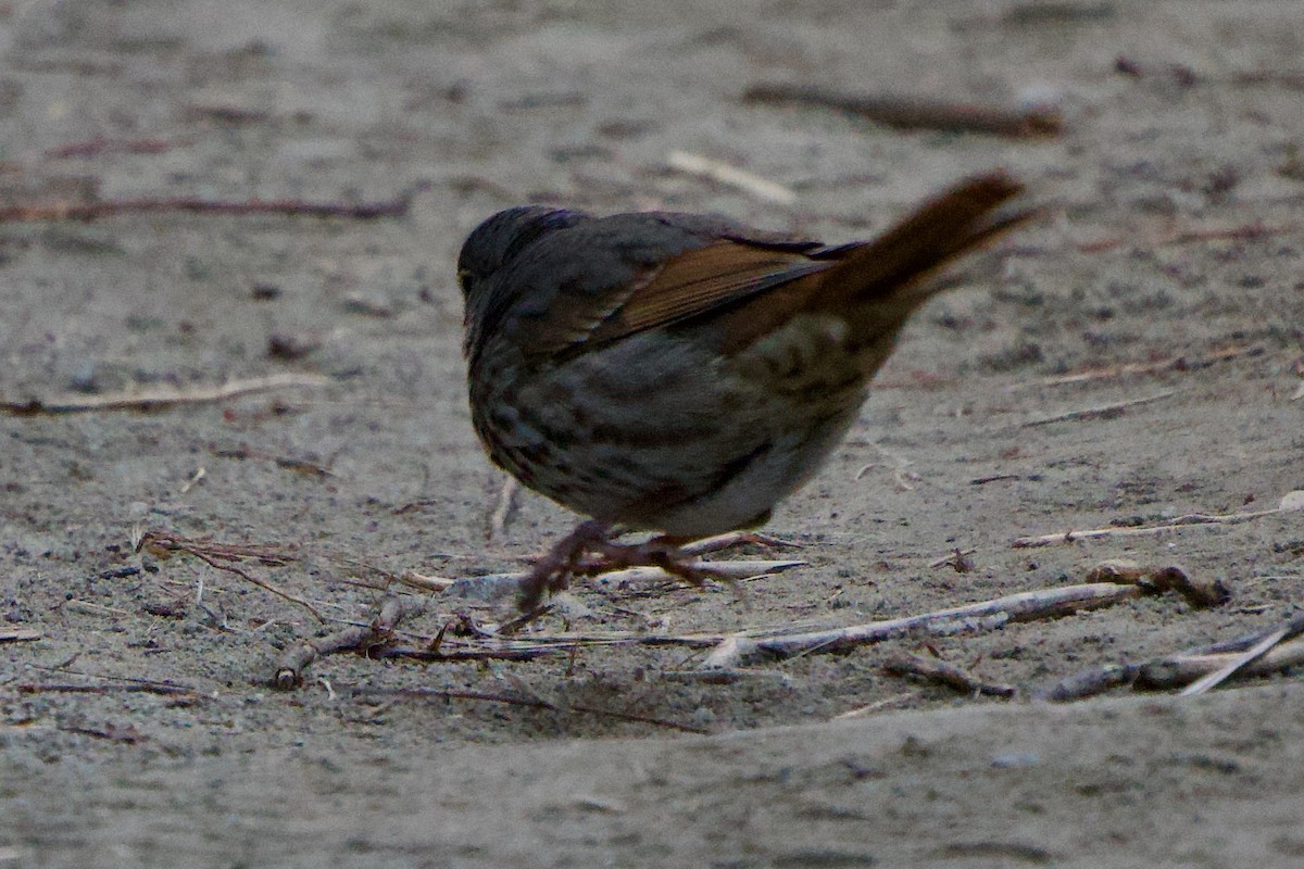 Fox Sparrow - ML646380729
