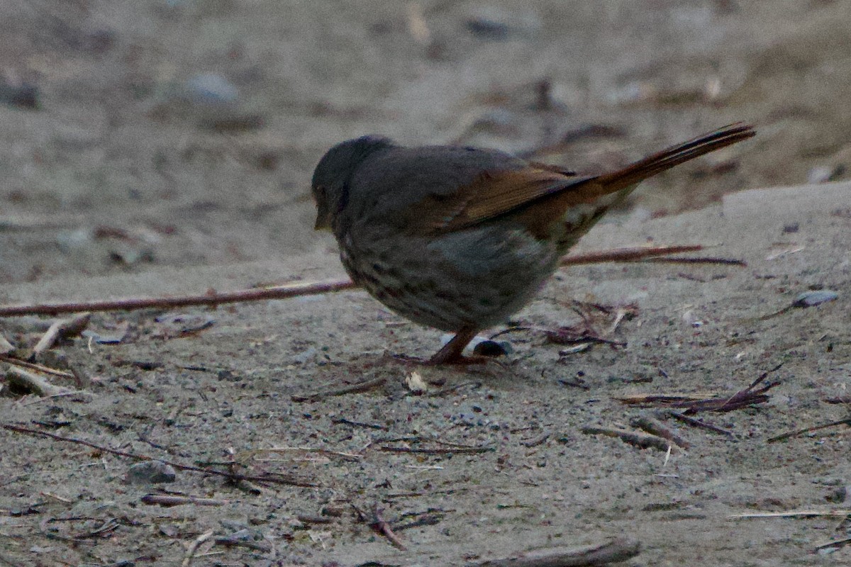 Fox Sparrow - ML646380730