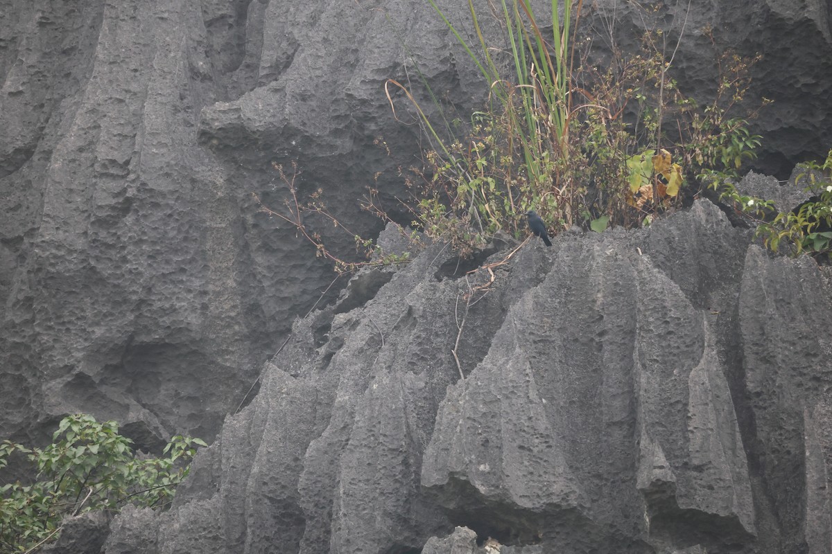 藍磯鶇 - ML646380736