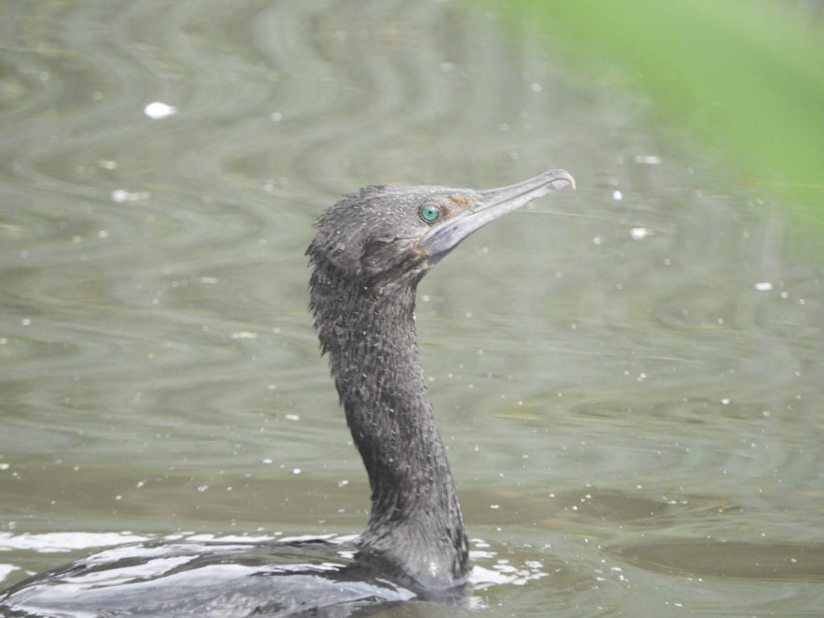 Little Black Cormorant - ML646380738