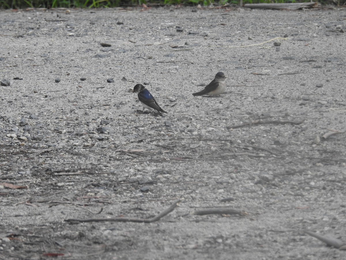 Tree Martin - ML646380745