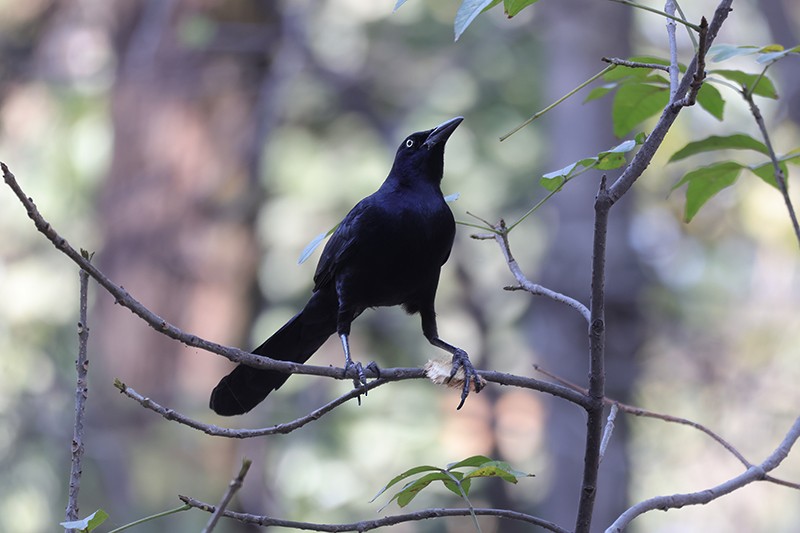 Great-tailed Grackle - ML646380746