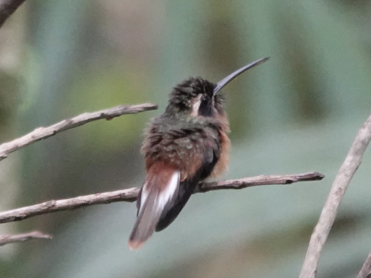 Tapajos Hermit - ML646380748