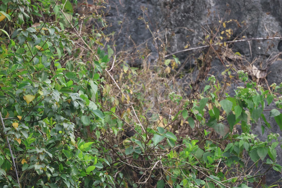 斑文鳥 - ML646380749