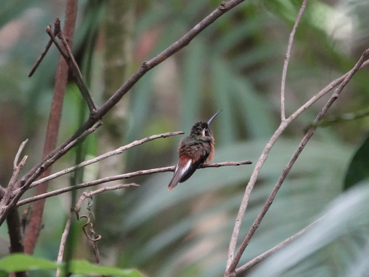 Tapajos Hermit - ML646380750