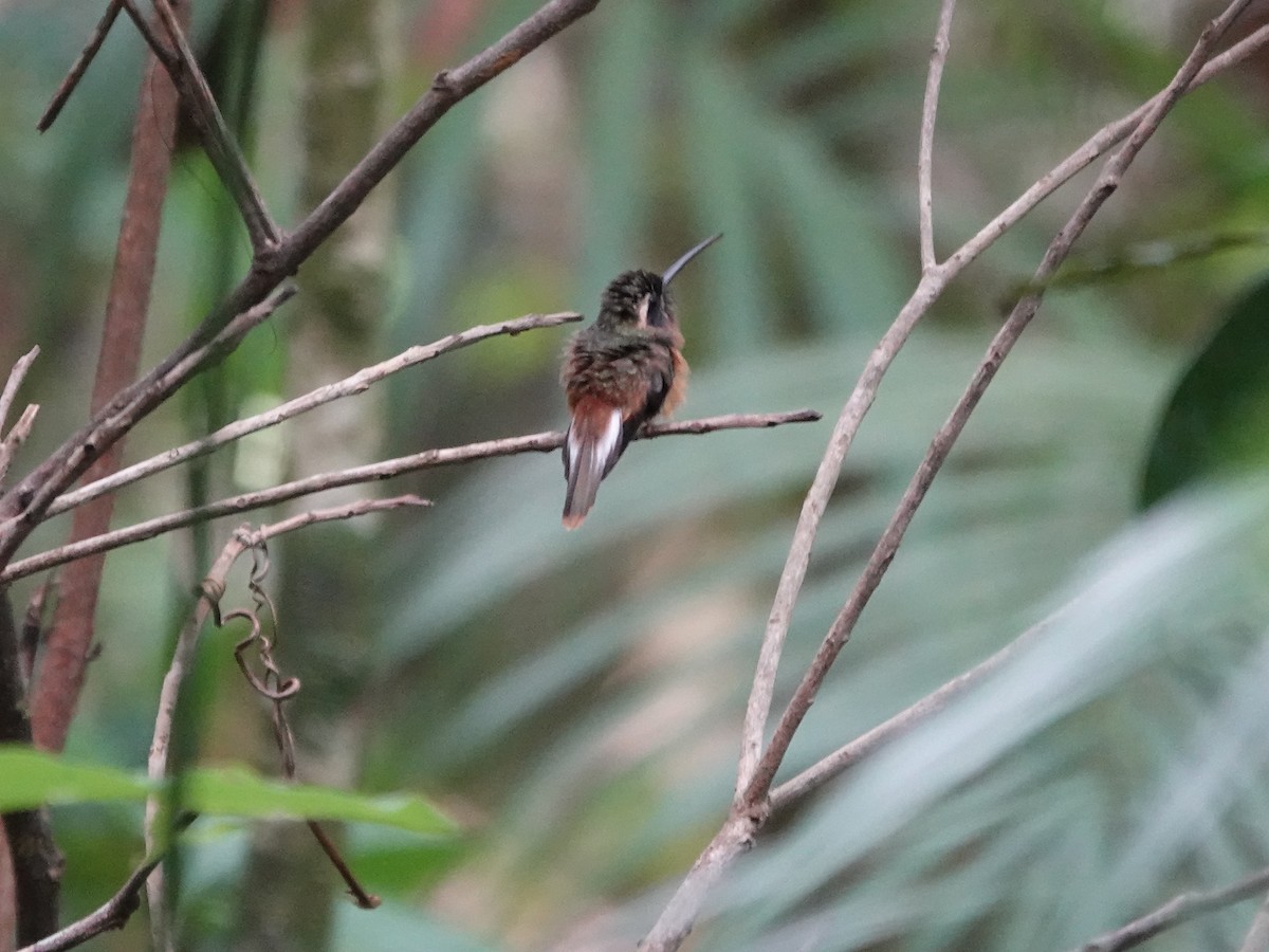 Tapajos Hermit - ML646380751
