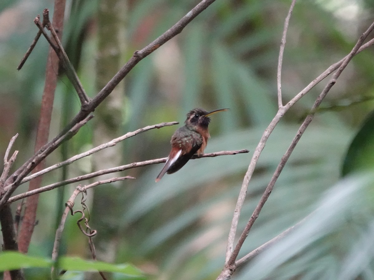 Tapajos Hermit - ML646380752