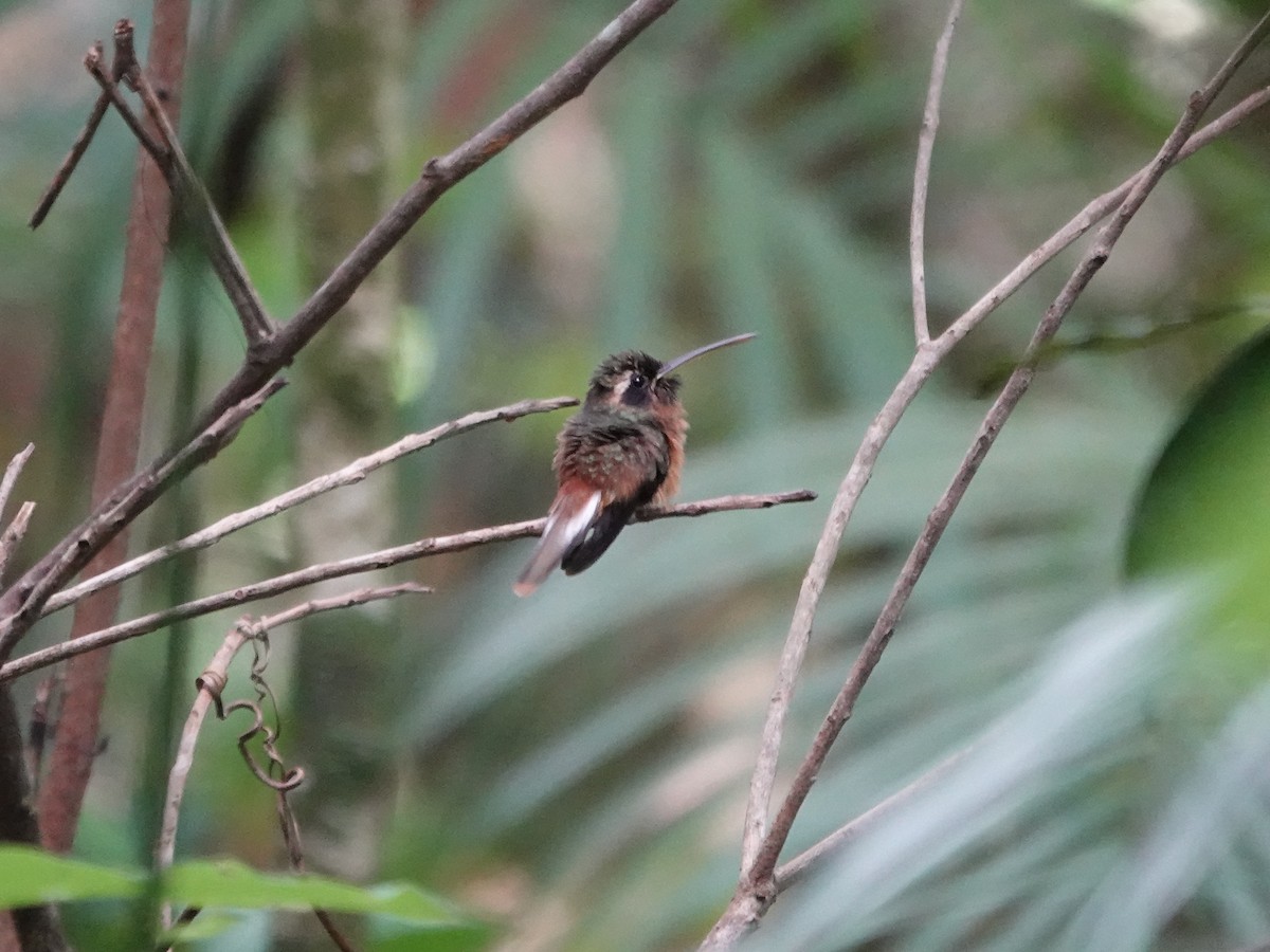 Tapajos Hermit - ML646380753