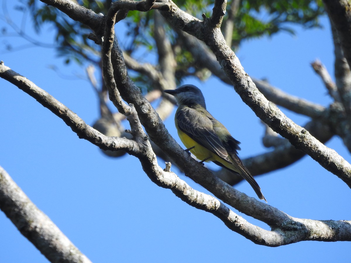 Tropical Kingbird - ML646380754