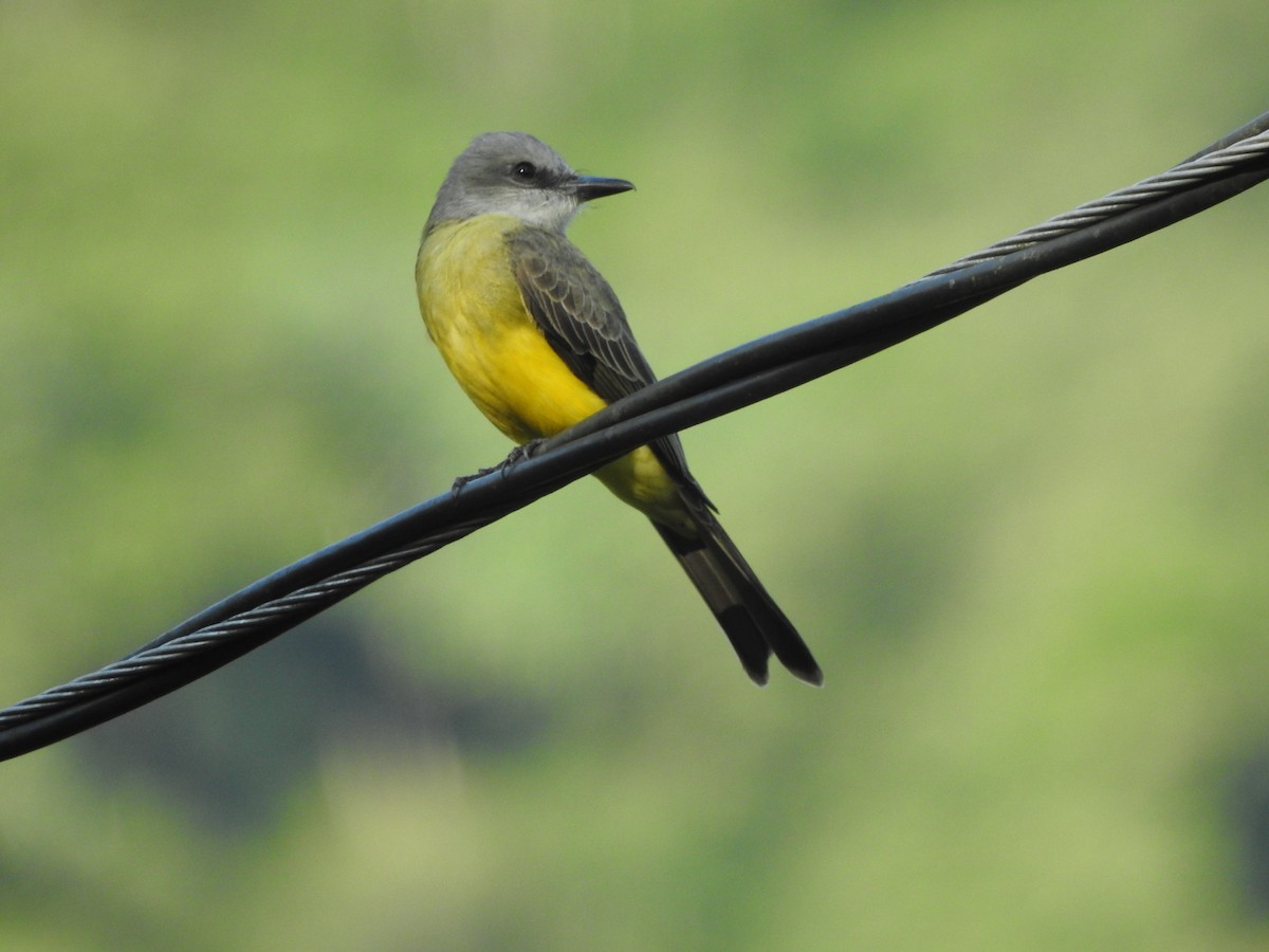 Tropical Kingbird - ML646380755