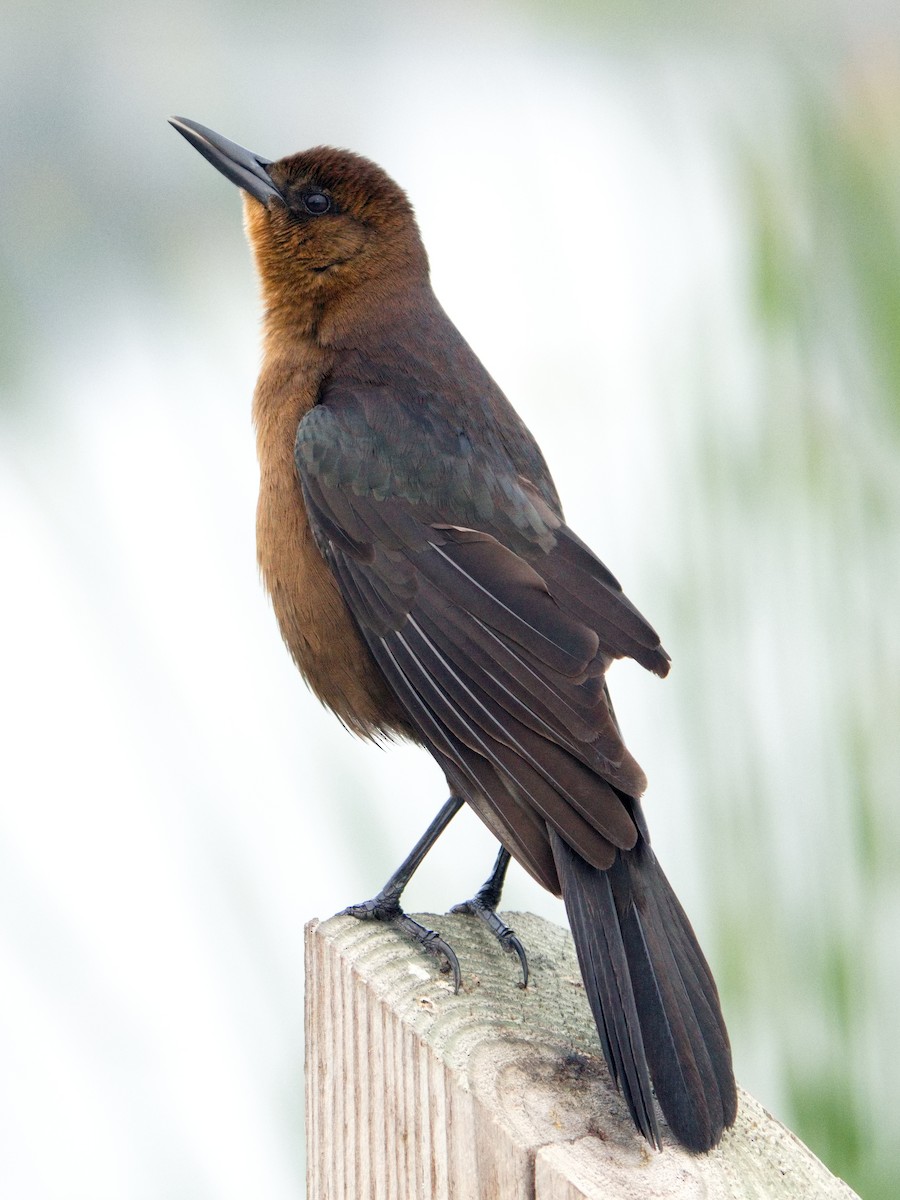 Boat-tailed Grackle - ML646380760