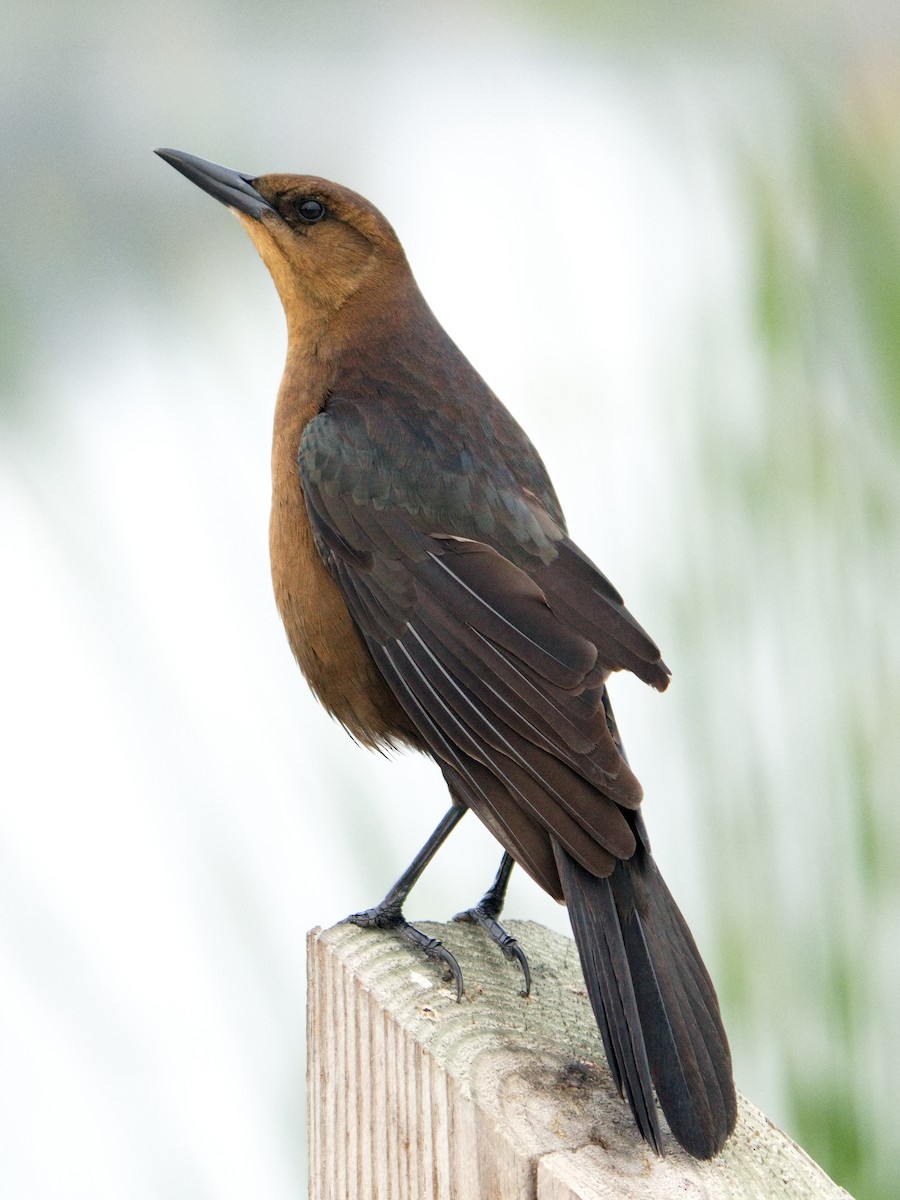 Boat-tailed Grackle - ML646380761