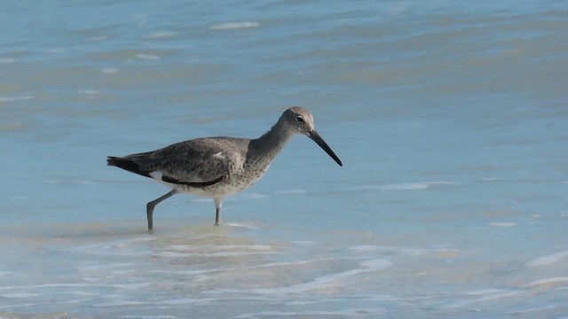 Willet (Western) - ML646380764