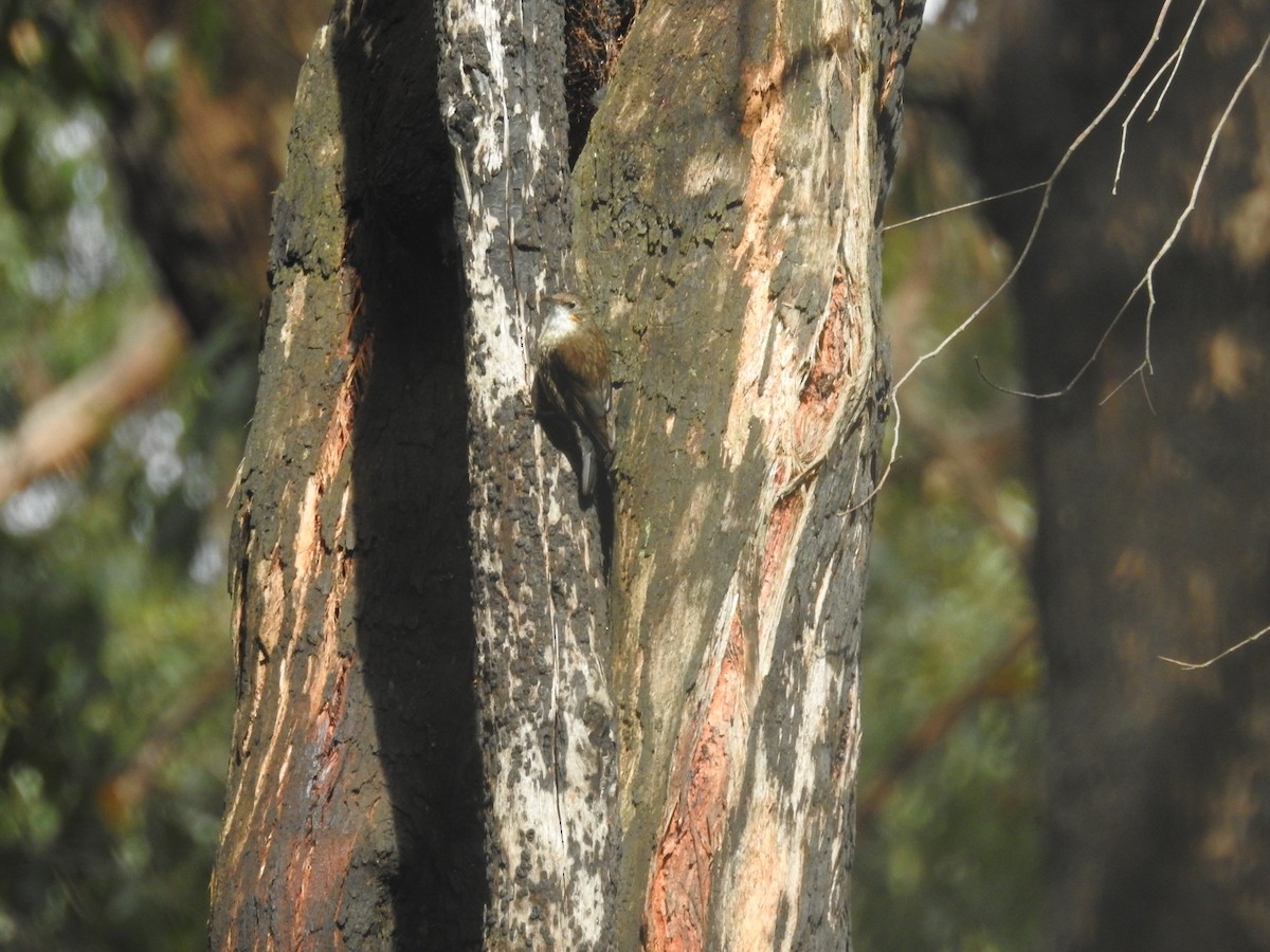 White-throated Treecreeper - ML646380765