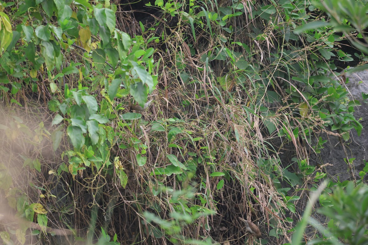 斑文鳥 - ML646380766