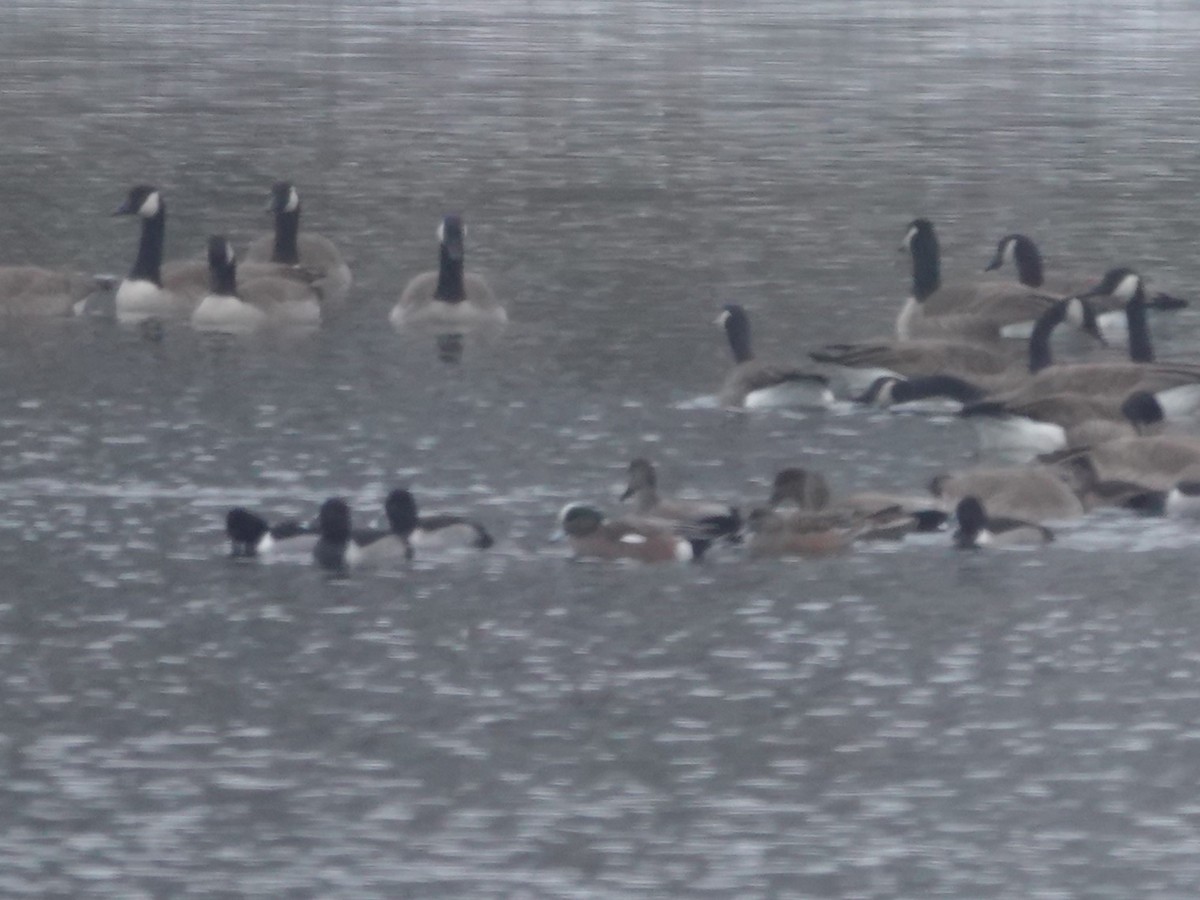 American Wigeon - ML646380767