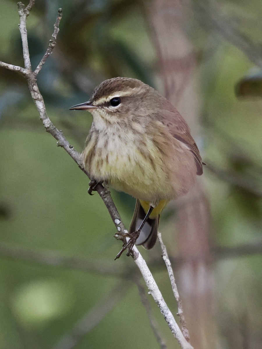 Palm Warbler - ML646380768