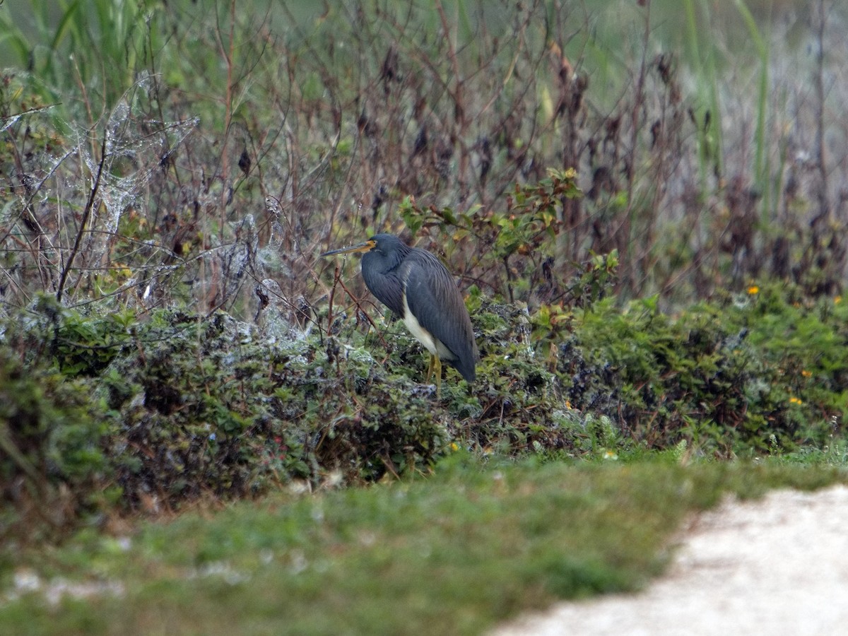 Tricolored Heron - ML646380769