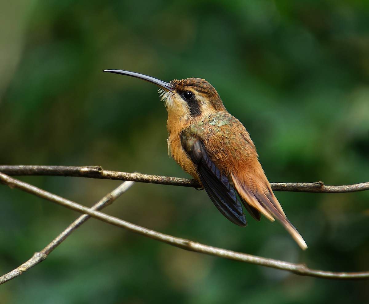 Reddish Hermit - ML646380770