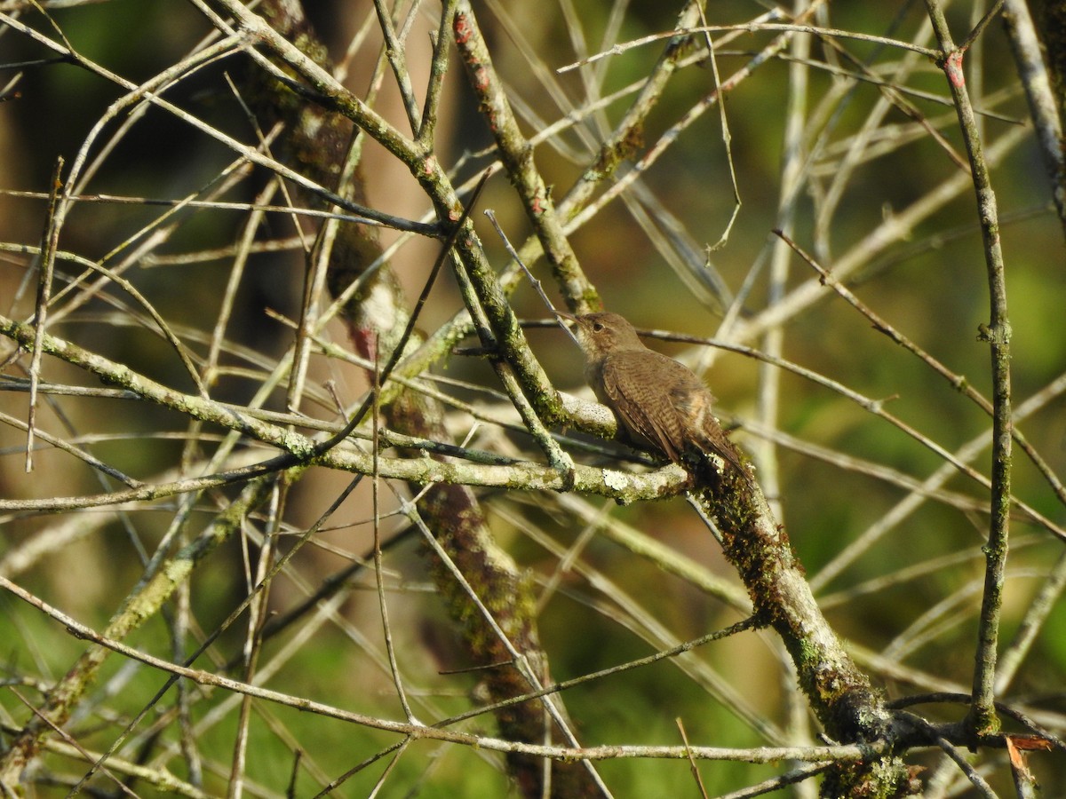 Southern House Wren - ML646380772